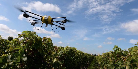 Cara canggih petani Prancis pantau kematangan anggur pakai drone