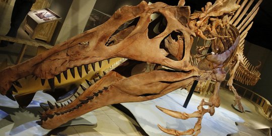 Mengunjungi museum karnivora purba terganas dan terbesar di Bumi