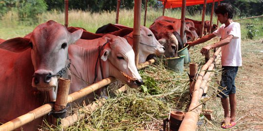 Siapkan dana, ini perkiraan harga kambing dan sapi kurban 2015