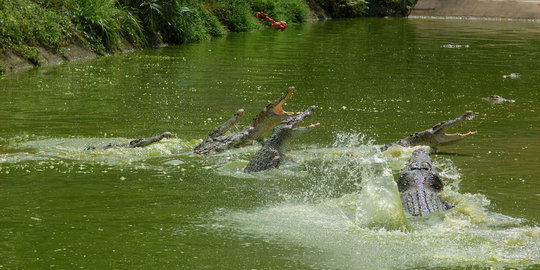 Perempuan Thailand bunuh diri dengan terjun ke kolam penuh buaya