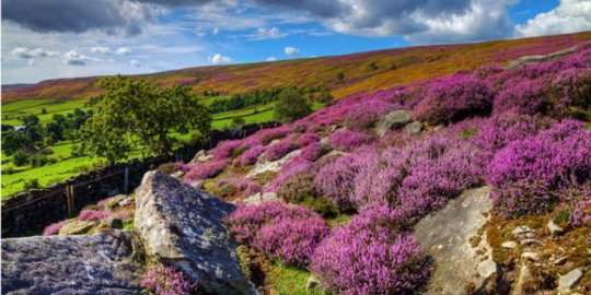 Menilik keindahan heather liar di Taman Nasional Wicklow