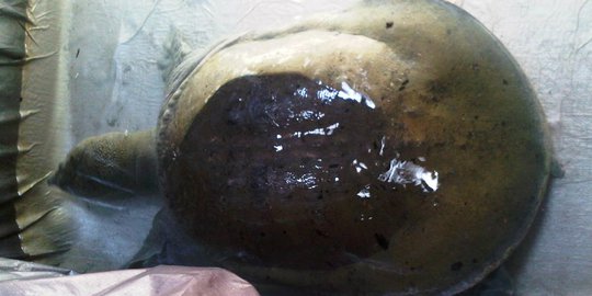 Ini wujud bulus raksasa yang hebohkan warga Magelang