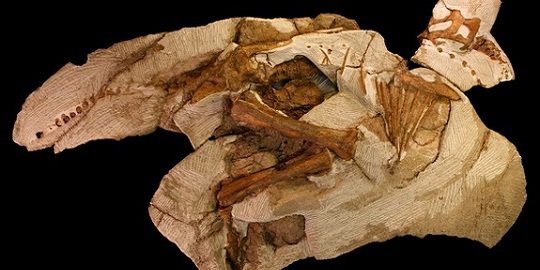 dinosaurus parasaurolophus terlengkap