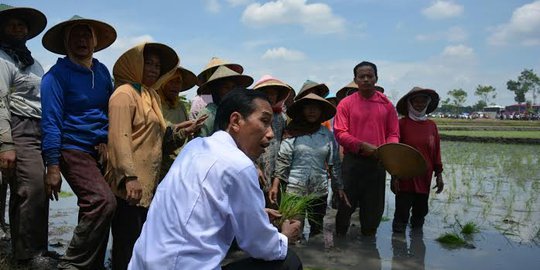 Jokowi bermimpi tanaman padi Indonesia bisa setinggi 2 meter