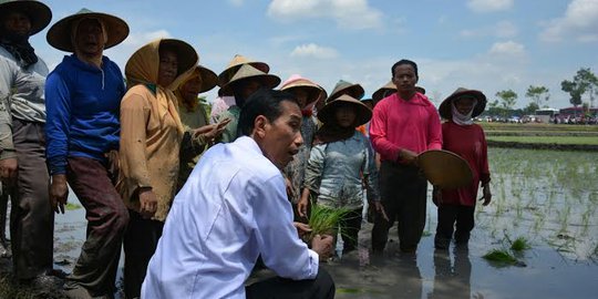 Jokowi: Dalam tiga tahun swasembada pangan tanpa tambahan lahan