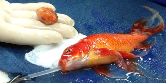 Mengintip operasi tumor otak seekor ikan mas di Australia