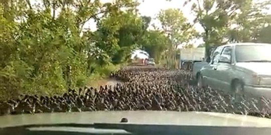 jalan di thailand rev1