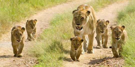 tidur siang di jalan di afrika selatan rev1