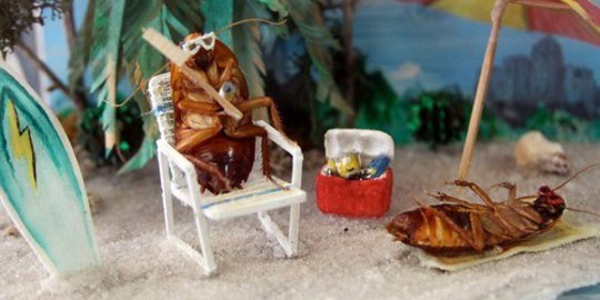 Mengintip kecoak-kecoak penuh gaya di Cockroach Hall of Fame