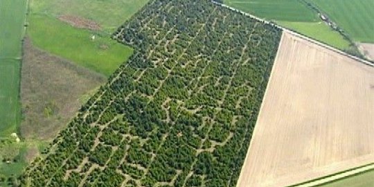Labirin alam raksasa ini lebih seru daripada The Maze Runner!