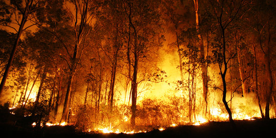 Bakar 6 hektar kebun sawit, 3 petani di OKI ditangkap polisi