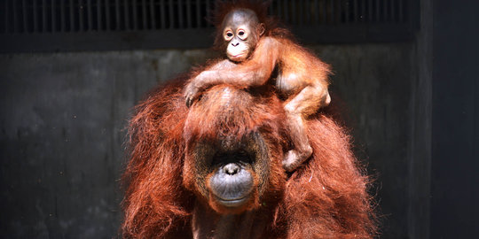 Lucunya Nur, bayi orangutan di Taman Margasatwa Ragunan