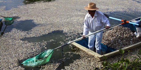 Cuaca panas, ribuan bibit ikan di Waduk Kedung Ombo mati