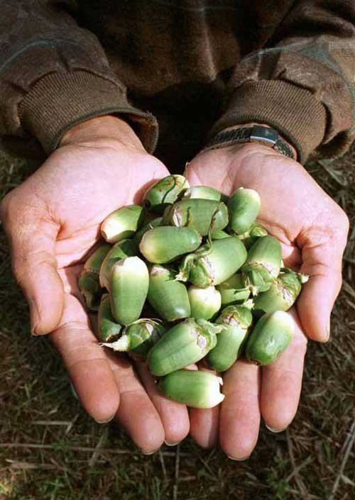 betel nut beauties