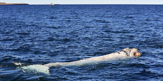 Penampakan Paus Southern albino terlangka di dunia di Atlantik