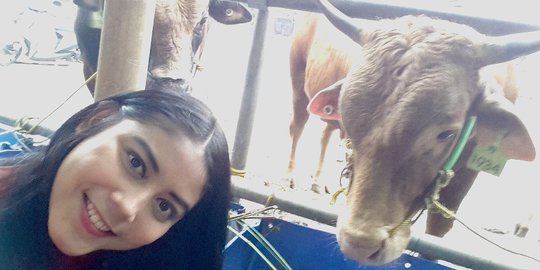 Hindari kebosanan, SPG cantik foto selfie bareng sapi