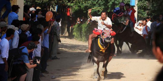 Serunya pertandingan balap kerbau dalam Festival Pchum Ben