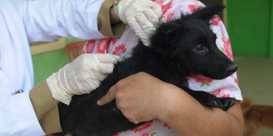 40 Anjing rabies berkeliaran di empat kabupaten Provinsi Bali