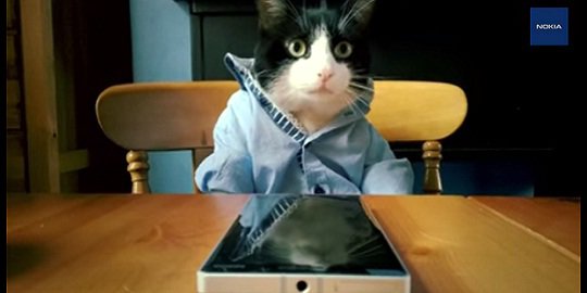 Kucing-kucing lucu jadi jadi bintang iklan Lumia 930 terbaru