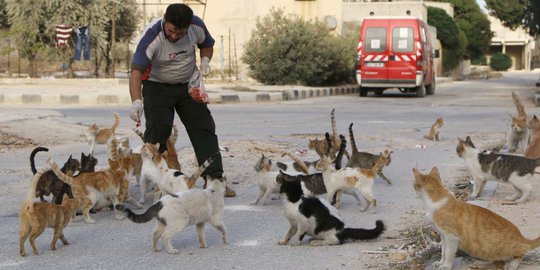 Di tengah peperangan, pria Suriah ini rela rawat 150 kucing liar