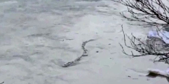 Benarkah ini 'ular raksasa' penunggu perairan di Islandia itu?