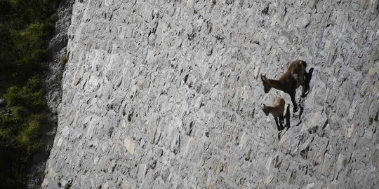 Aksi ekstrem kambing Ibex turuni dinding curam 80 derajat