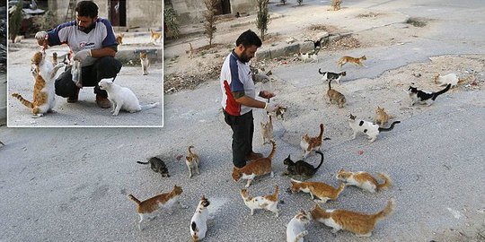 Penyayang kucing asal Aleppo