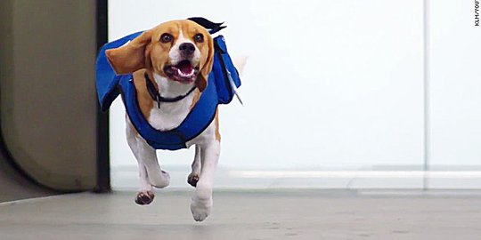 Wow, anjing ini jadi karyawan baru maskapai penerbangan KLM!