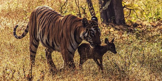 Ketika harimau akrab bermain dengan bayi rusa