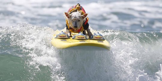 Aksi anjing heroik berselancar taklukkan ombak Pantai California