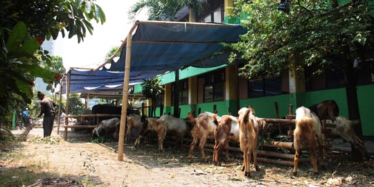 Lahan Jakarta makin sempit, 50 kambing kurban pun berdesakan