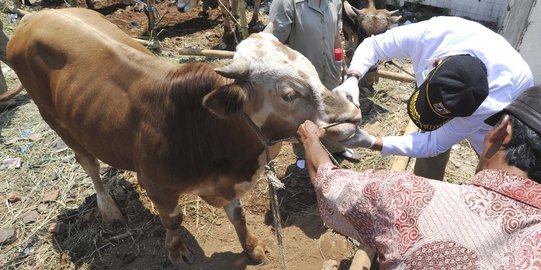 4 Maling ini nekat pinjam ambulans desa untuk angkut sapi curian