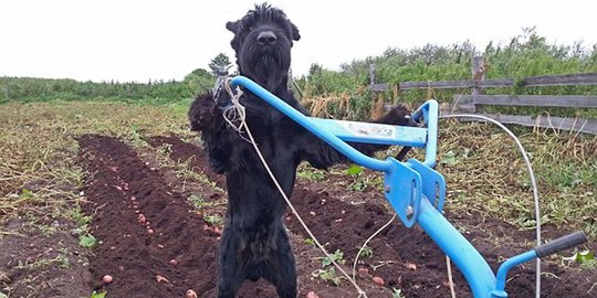 Kisah heroik Lemon, anjing Schnauzer yang jago bertani