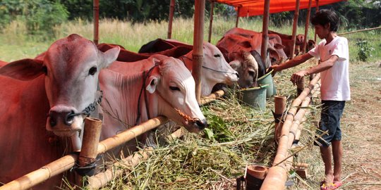 Jelang kurban, belasan sapi di Yogyakarta ditemukan belekan