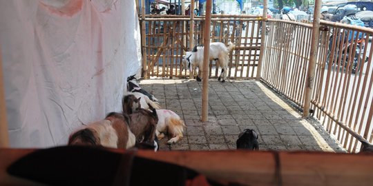 Haji Lulung bantah izinkan pedagang jual hewan kurban di 