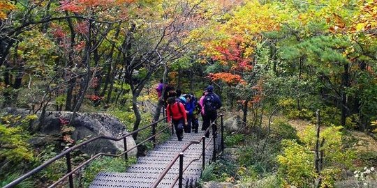 5 alasan untuk mengunjungi korea selatan di musim gugur