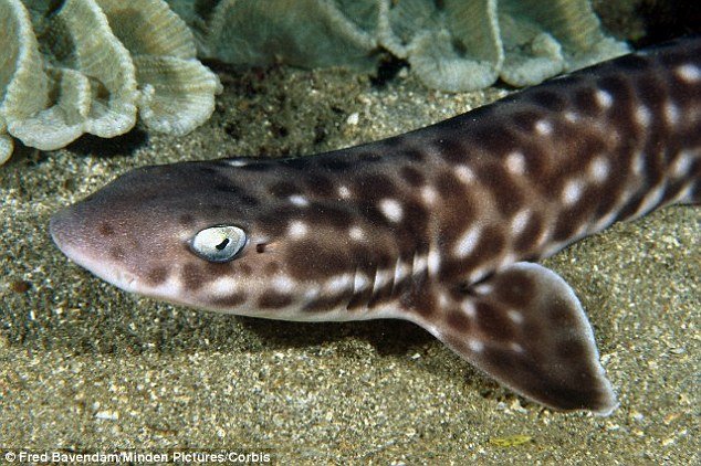 cat shark