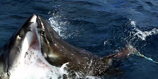 Pertarungan sengit dua hiu berebut makanan di perairan Australia