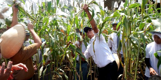 BUMN perkebunan dan kehutanan resmi dilebur