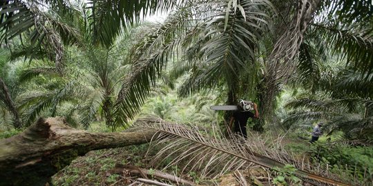 Pemusnahan ribuan hektare kebun kelapa sawit di kawasan Leuser