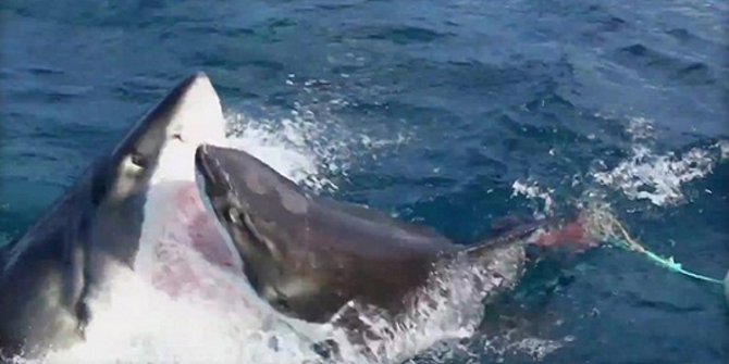 Menakjubkan Pertarungan langka hiu putih hebohkan YouTube 