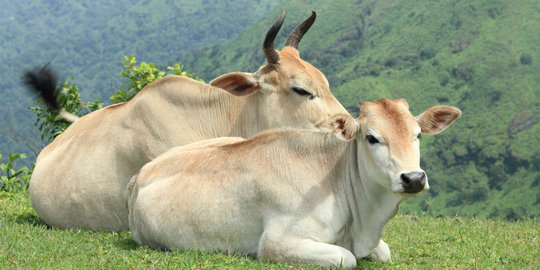 Sapi berkepala dua di Mojokerto diberi nama Prabowo-Jokowi