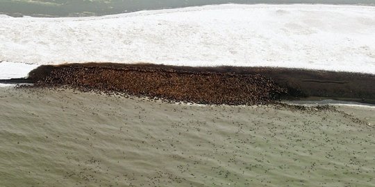 Ketika 3500 singa laut mejeng di pinggir laut