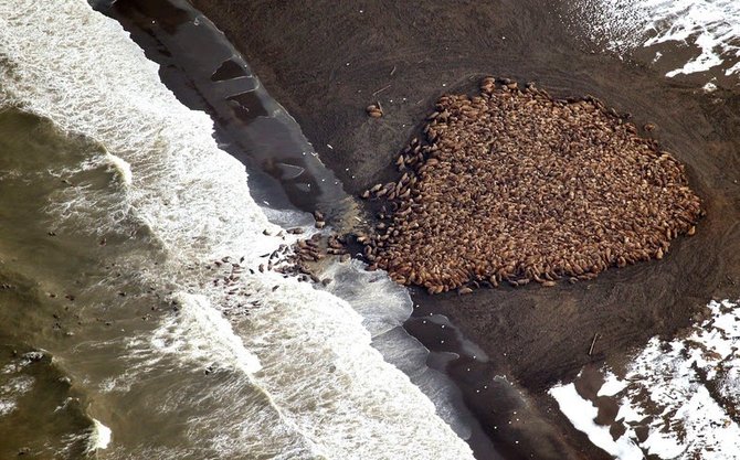 3500 singa laut menepi ke pinggiran pantai