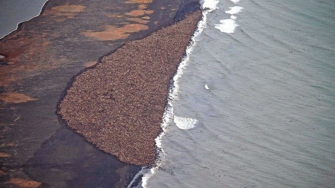 3500 singa laut menepi ke pinggiran pantai