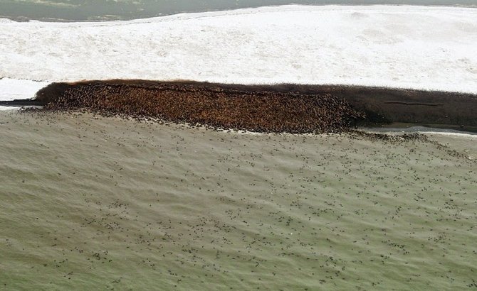 3500 singa laut menepi ke pinggiran pantai