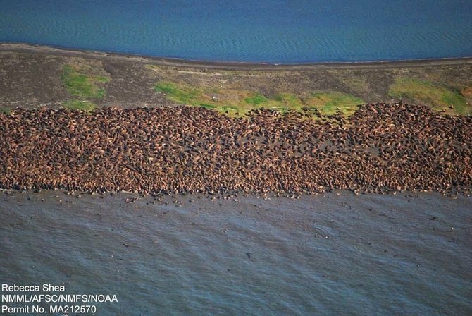 3500 singa laut menepi ke pinggiran pantai