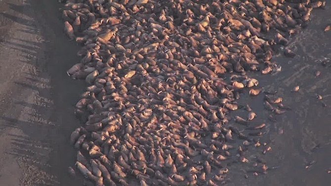 3500 singa laut menepi ke pinggiran pantai