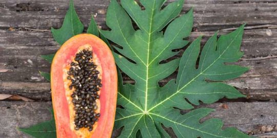 bungkus dengan daun pepaya rev7