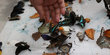 Banyak kupu-kupu 'terbunuh', pameran sains di Tiongkok ricuh